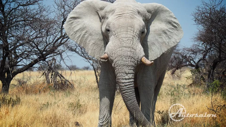 Příjezd do parku Etosha