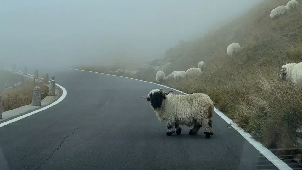 ID.Treffen 2025 Swiss Locarno