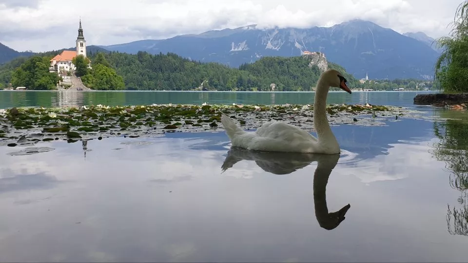 Bled, Slovinsko