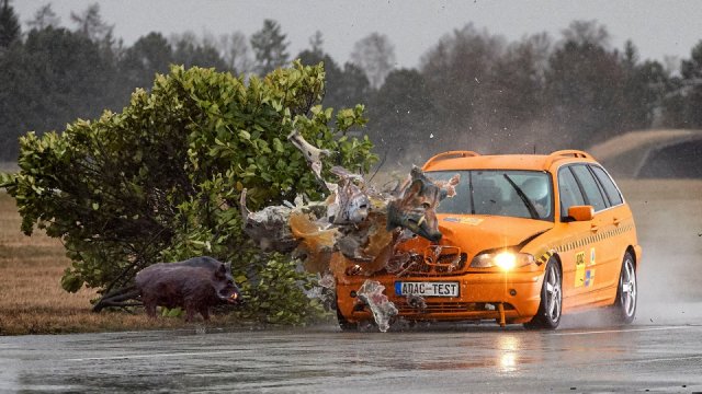 Období nejčastějších srážek se zvěří začíná. Německý autoklub uspořádal crash test auta se sviní