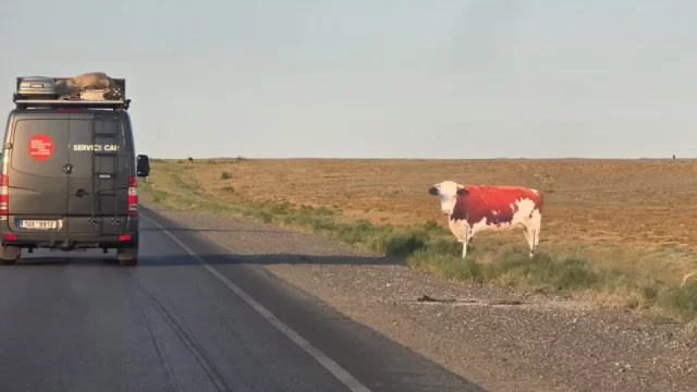 Falešné krávy a koně místo dopravních značek. Na první pohled bizarní řešení zachraňuje životy