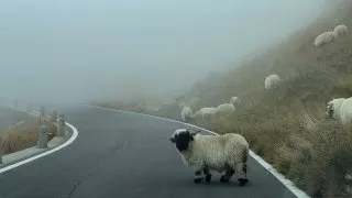 ID.Treffen 2025 Swiss Locarno