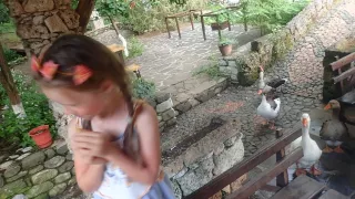 Na večeři přišla husí návštěva