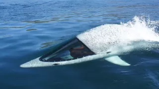 Člun, skútr, delfín? - Obrázek 3