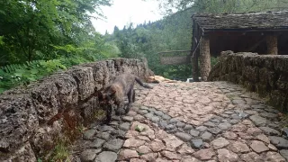 Pejsek a kočička