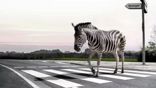 Přechody pro chodce - hlavní