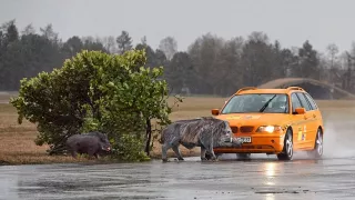 ADAC cresh test se zvěří