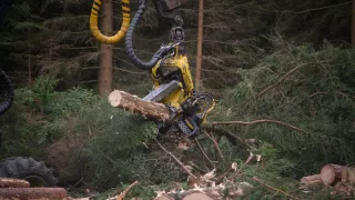 Strom dokáže harvestor naporcovat doslova za pár s