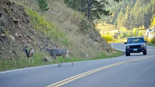 V nejhorším místě Česka došlo za půl roku ke 42 nehodám se zvířaty. Na pouhých 750 metrech silnice