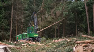 Strom dokáže harvestor naporcovat doslova za pár s