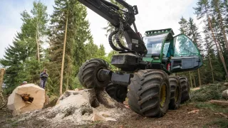 Strom dokáže harvestor naporcovat doslova za pár s