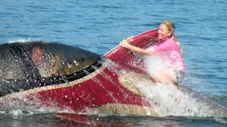 Tenhle delfín má 300 mořských koní