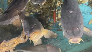 Fotr na tripu